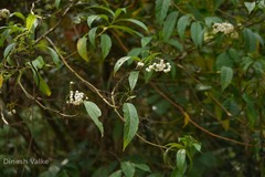 Tournefortia reticosa